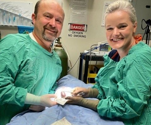 Veterinarian in blue scrubs uses a medical device on a hairless cat lying on a table in a clinic. Veterinarian in blue scrubs uses a medical device on a hairless cat lying on a table in a clinic.