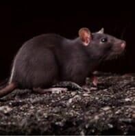 RATAS