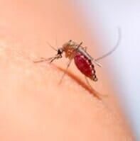 MOSQUITOS