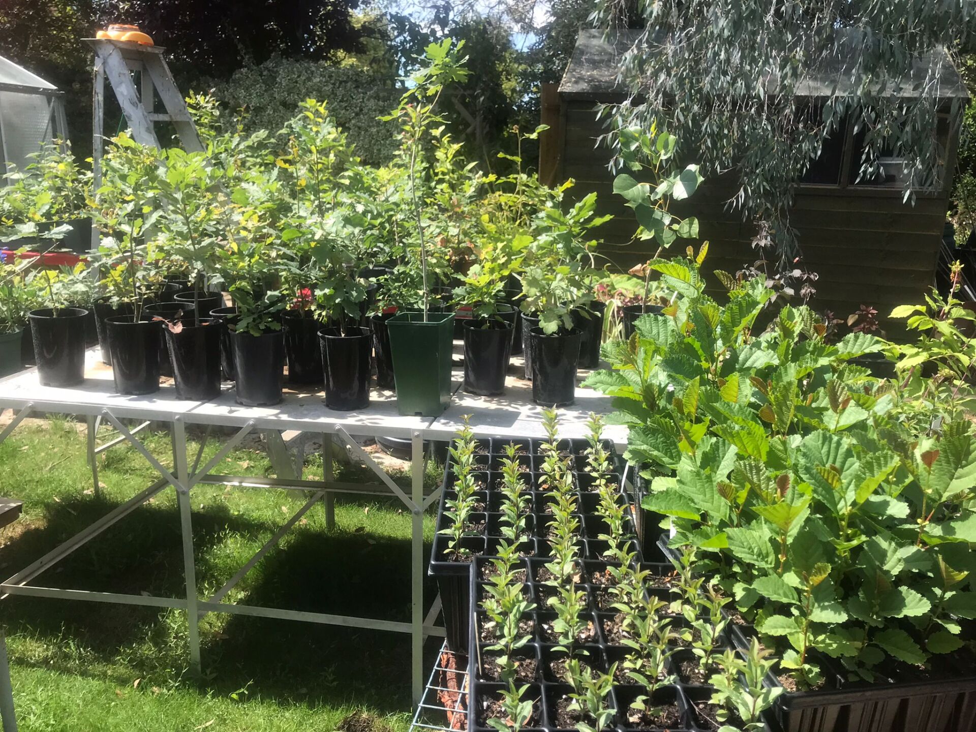 Suffolk Tree Warden Network Championing Suffolk’s Trees & Hedgerows