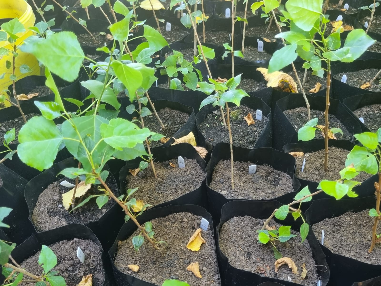 Native Black Poplar