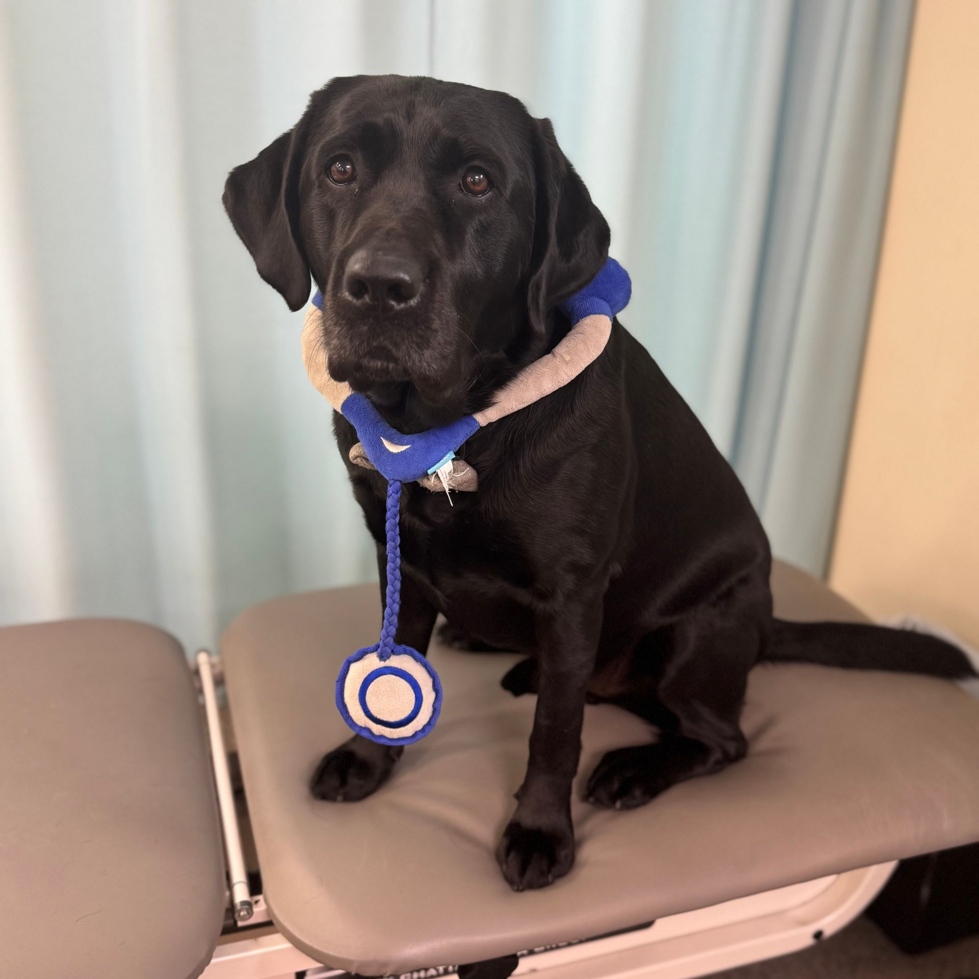 Bear, the English Black Lab and Chief Happiness Officer at Tampa Bay Physical Therapy