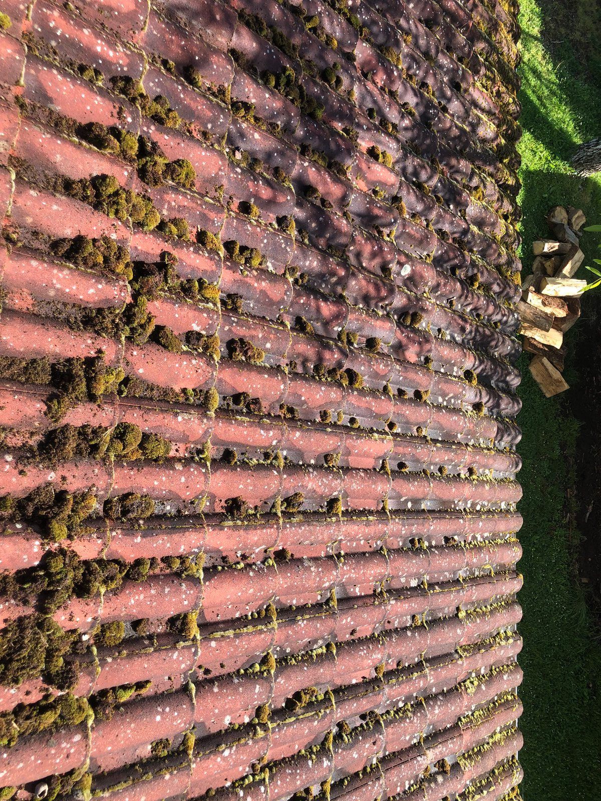 Des rangées de plantes couvertes de fleurs roses dans un jardin, avec du soleil et de la verdure en bordure.