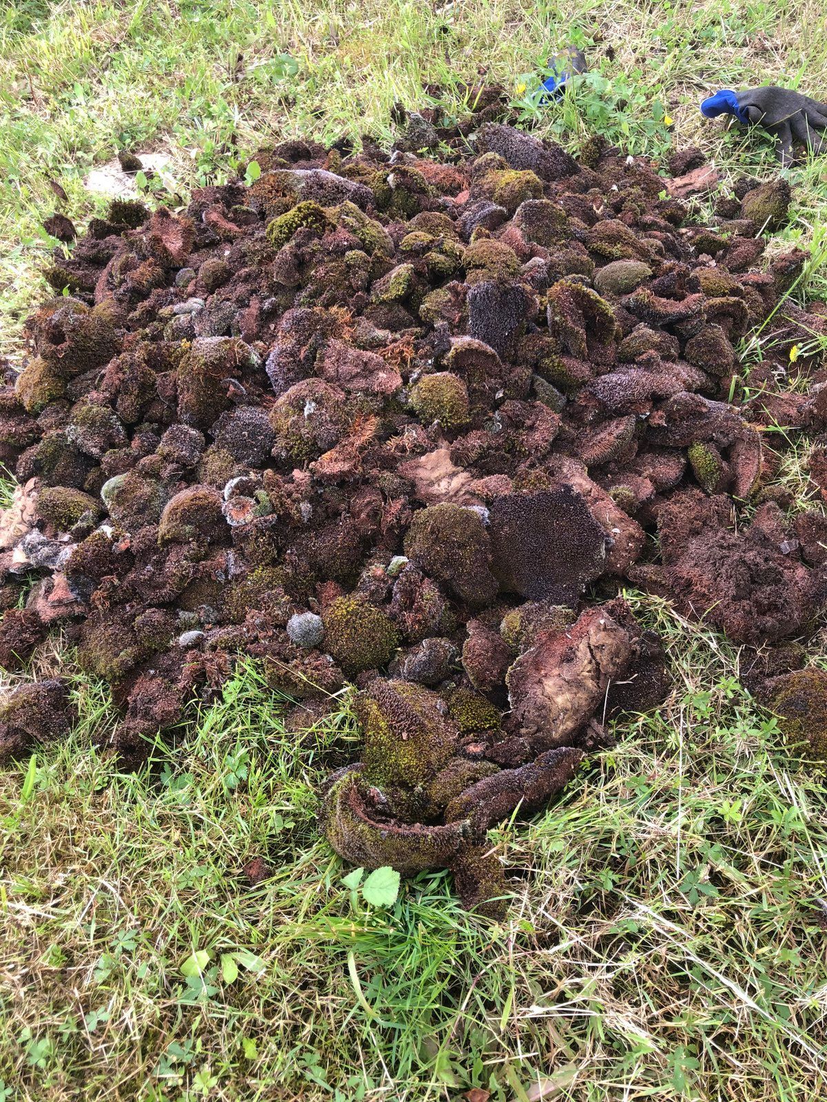 Gros tas de terre sombre ou de fumier sur l'herbe, avec un gant bleu dans le coin supérieur droit.