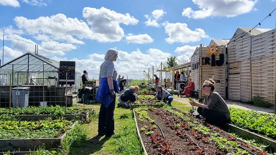 Mensen die op een zonnige dag in een moestuin werken. Verhoogde bedden, een kas en kleine houten constructies zijn zichtbaar.