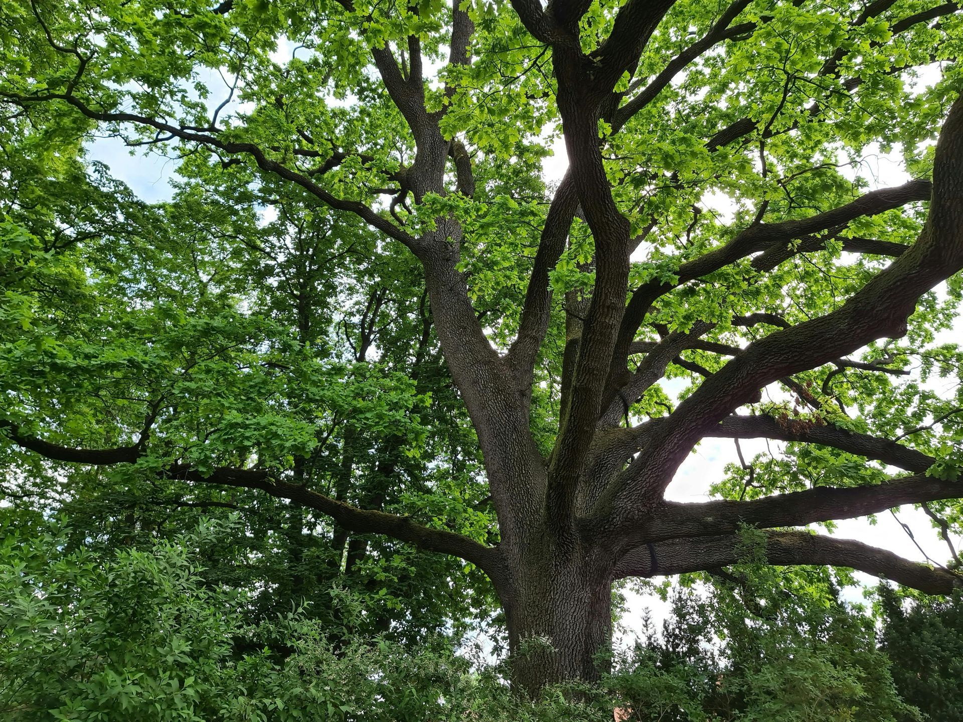 A low-angle view of a large, mature oak tree with textured bark and a dense canopy of vibrant green leaves.