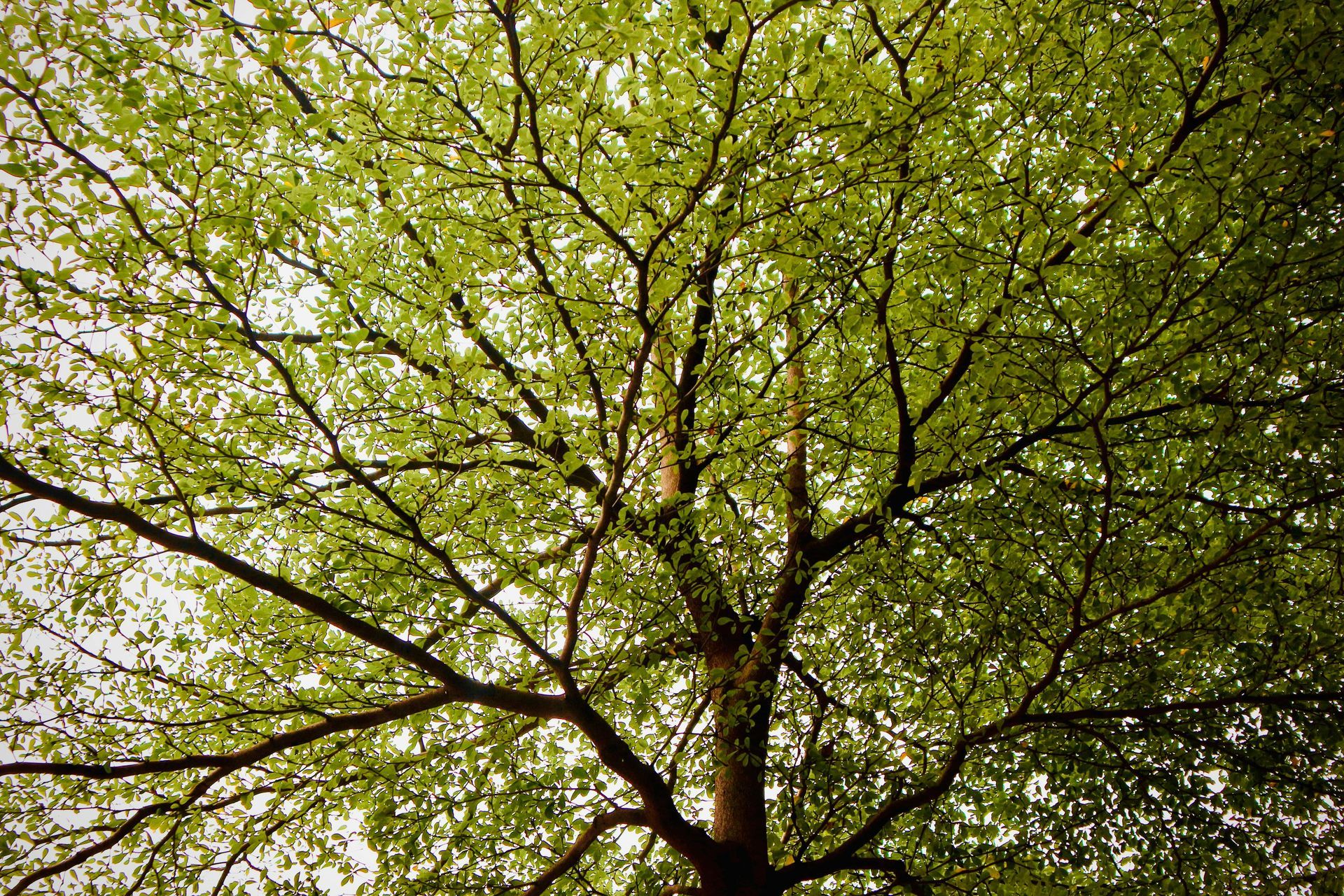 A low-angle view of a tree canopy with lush green leaves spreading out from a central trunk against a bright sky.
