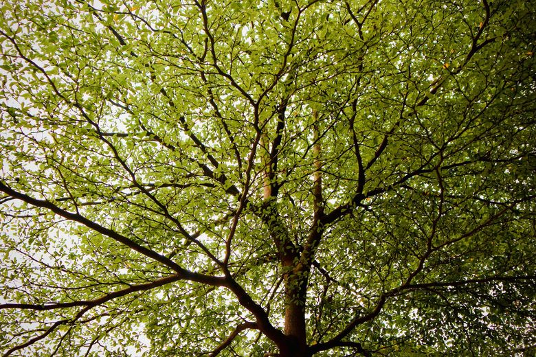 A low-angle view of a tree canopy with lush green leaves spreading out from a central trunk against a bright sky.