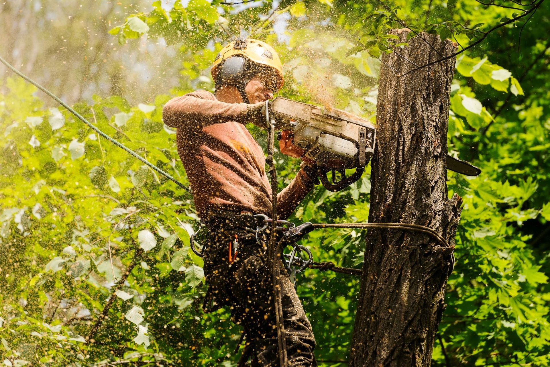 A tree climber wearing safety gear and a helmet uses a chainsaw to cut a tree trunk surrounded by lush green foliage.