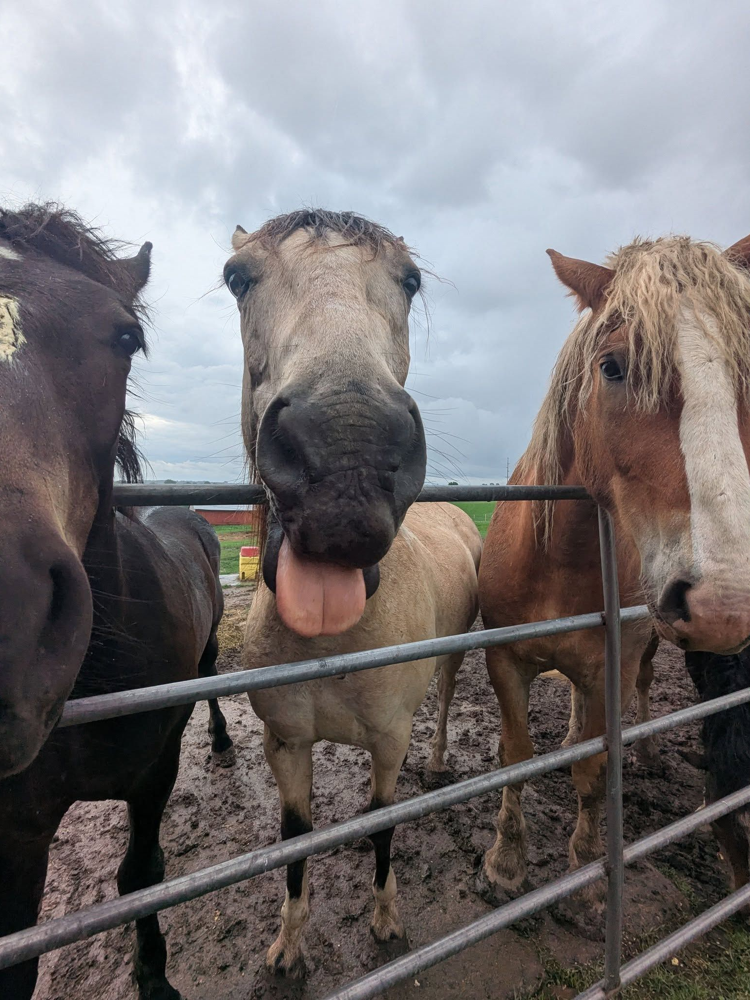 Heather's horses near Spring Grove