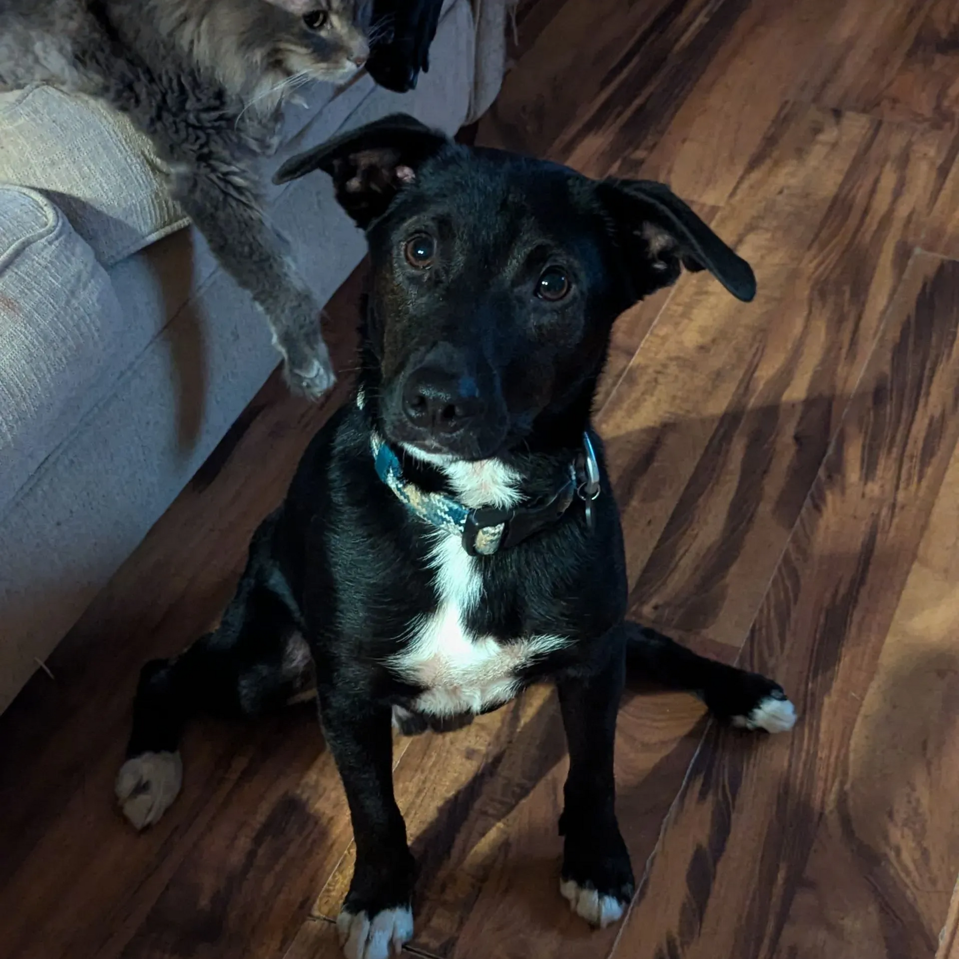 Heather's dog!