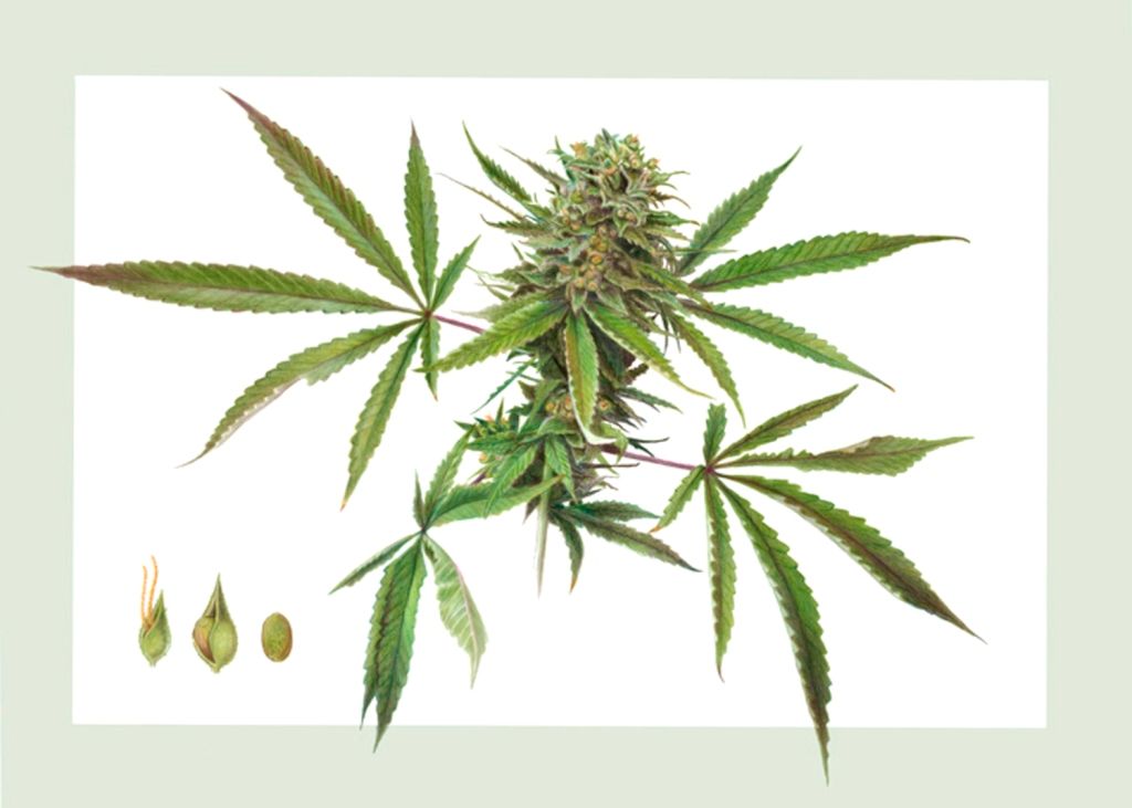 Hemp