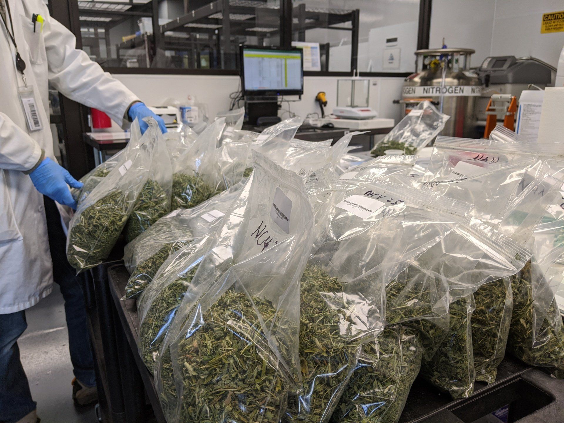 Marysville Council Approves Lab to Test Cannabis Products