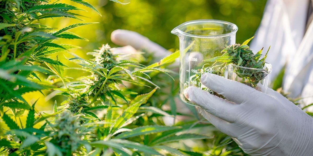 Industrial Hemp Optimization Testing Program