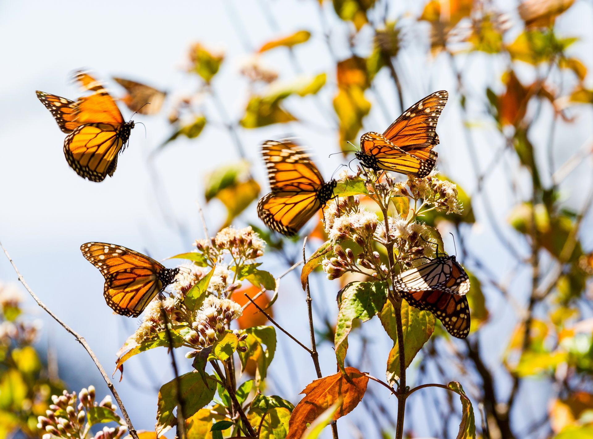 Orange butterflies flutter among autumn leaves on thin branches against a bright sky