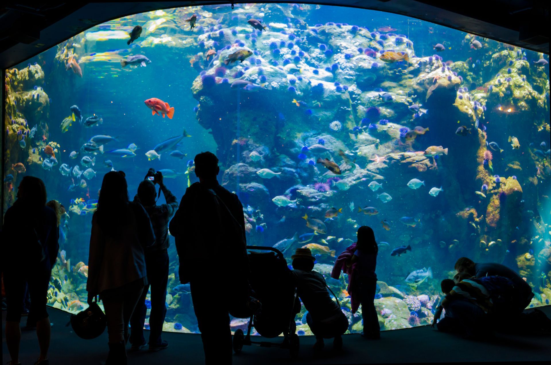 Silhouetted visitors viewing a colorful fish tank in an aquarium