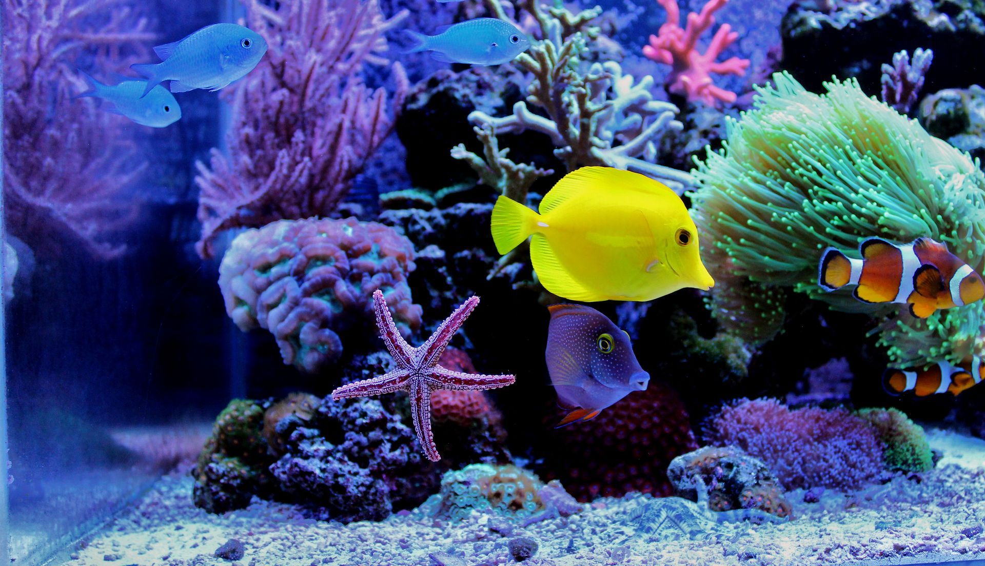Colorful reef aquarium with yellow and orange fish among coral and rocks