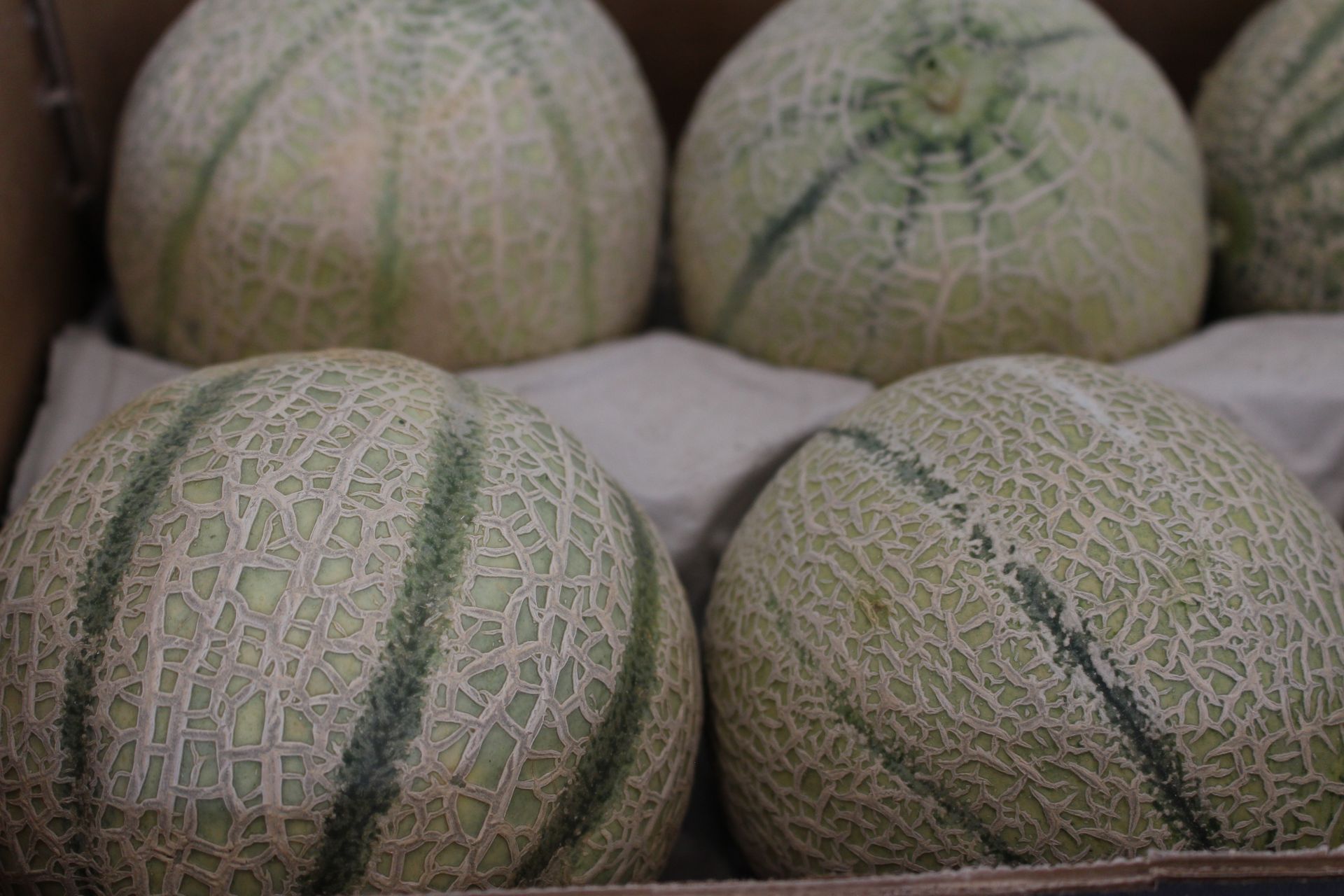 melone