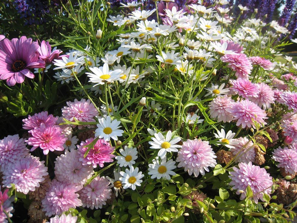 Boylans-Garden-Pet-image 11