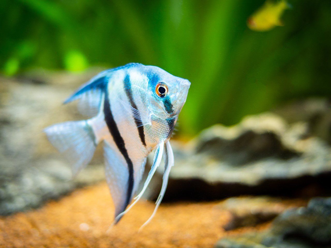 Boylans-Garden-Pet-image 08