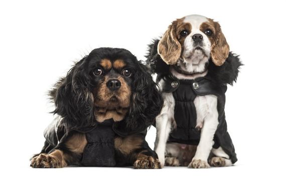 dogs