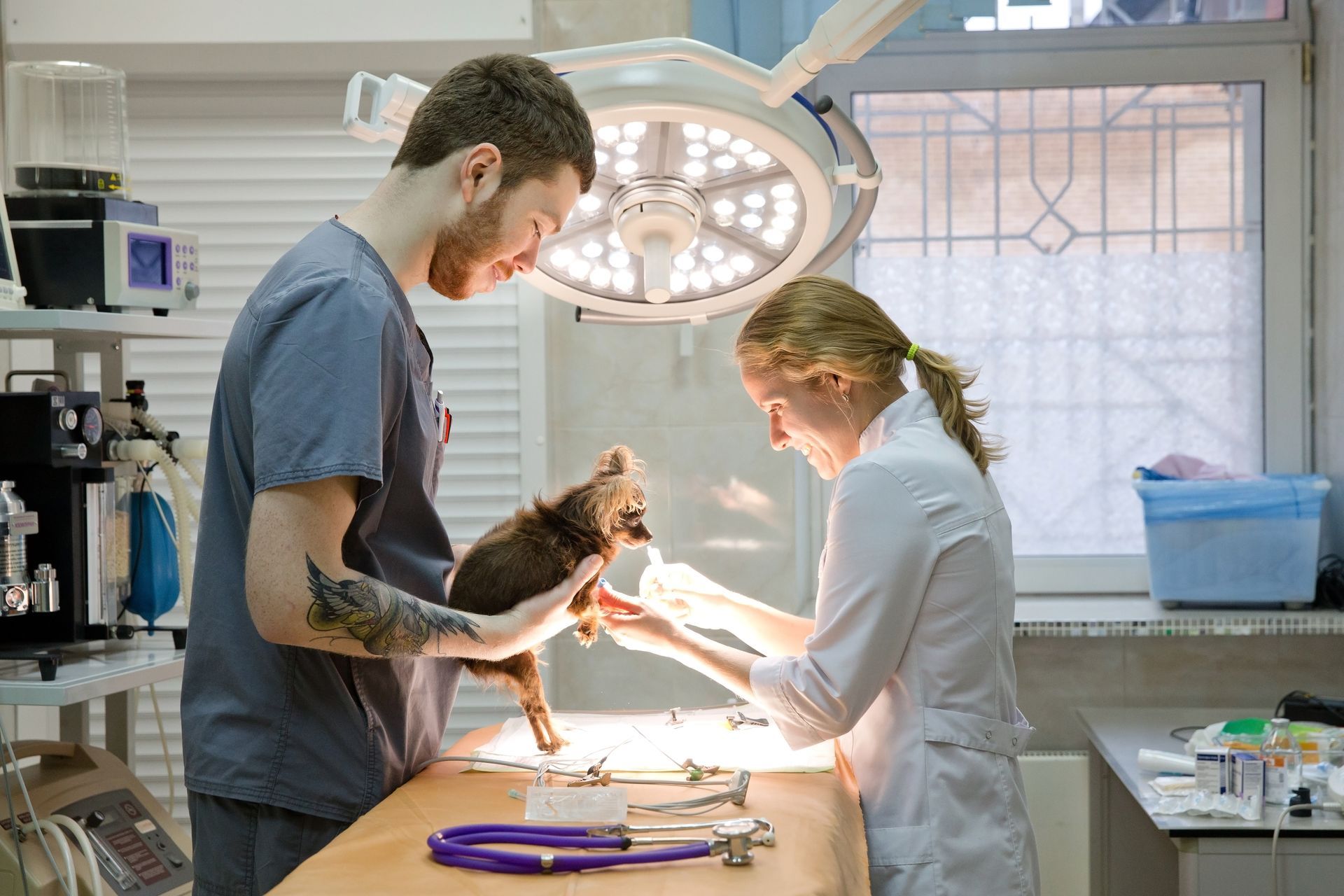 Two veterinarians prepare the dog for surgery in an operating room at a veterinary clinic.