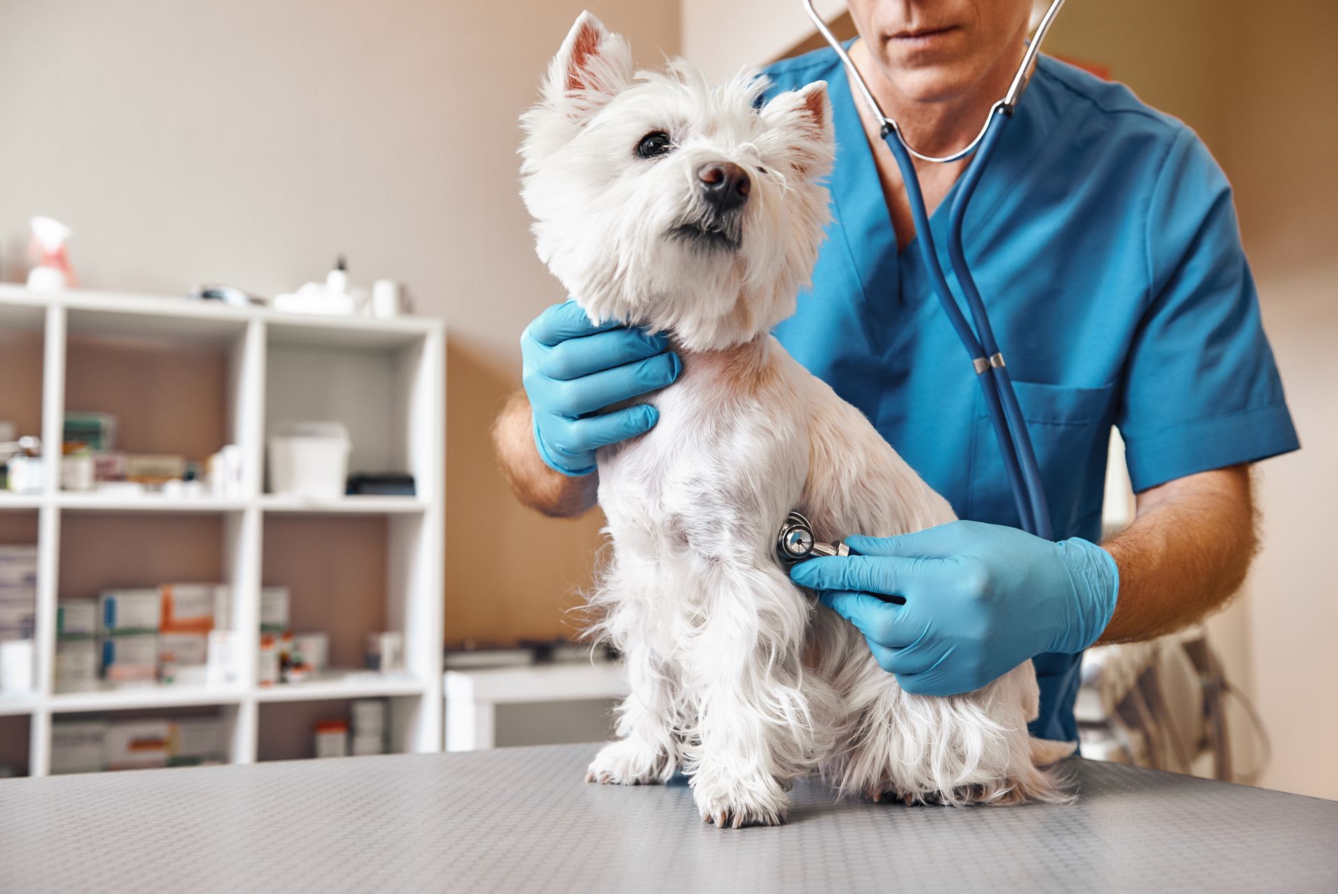 Vet in blue scrubs examining a small white dog with a stethoscope during veterinary care.