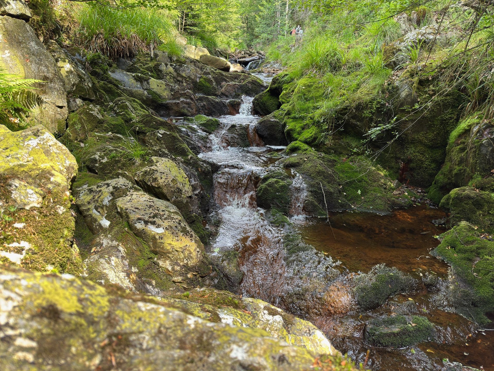 Een kleine waterval stort zich over met mos begroeide rotsen in een bos, omgeven door groen gebladerte.