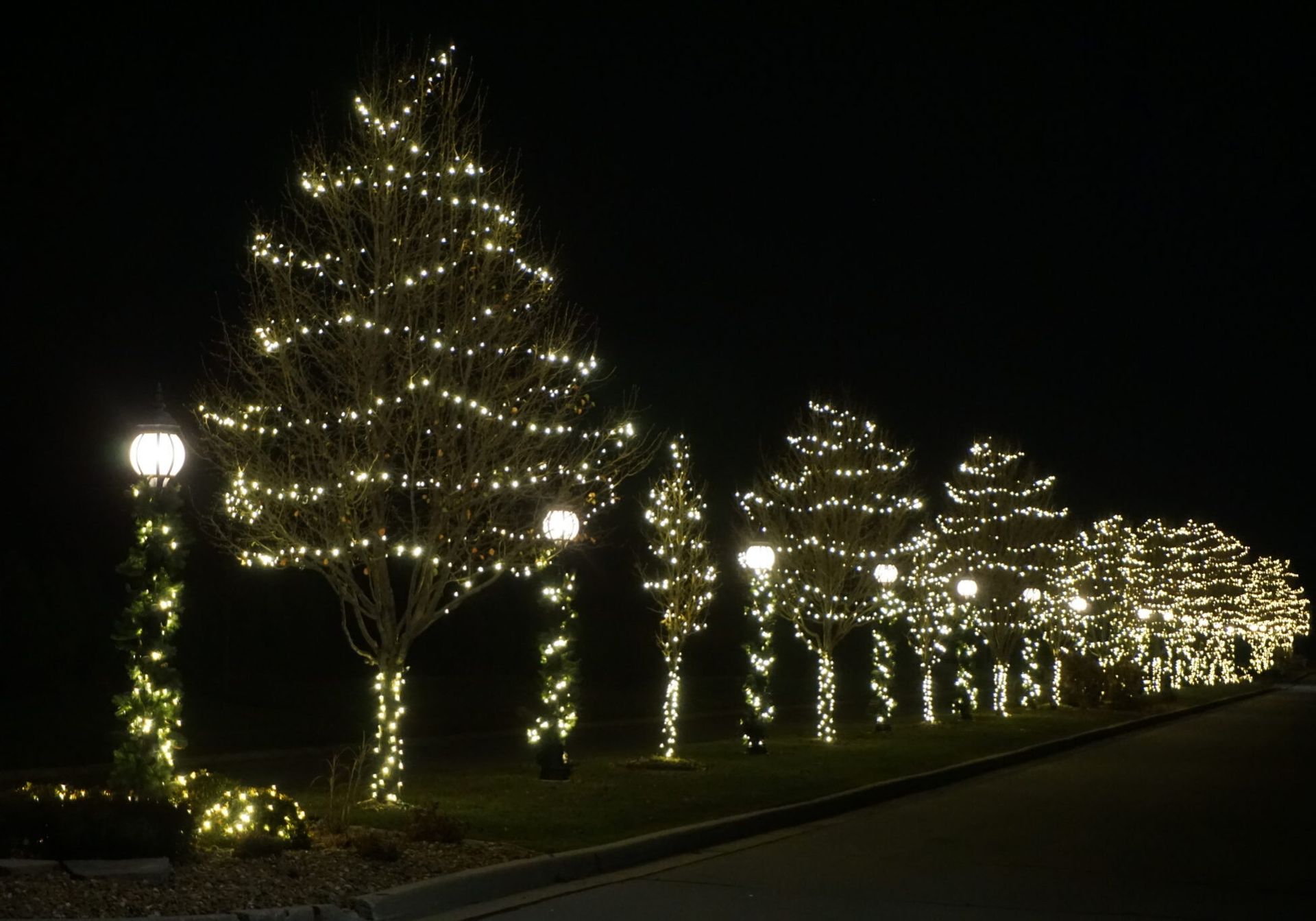 A row of trees decorated with christmas lights at night
