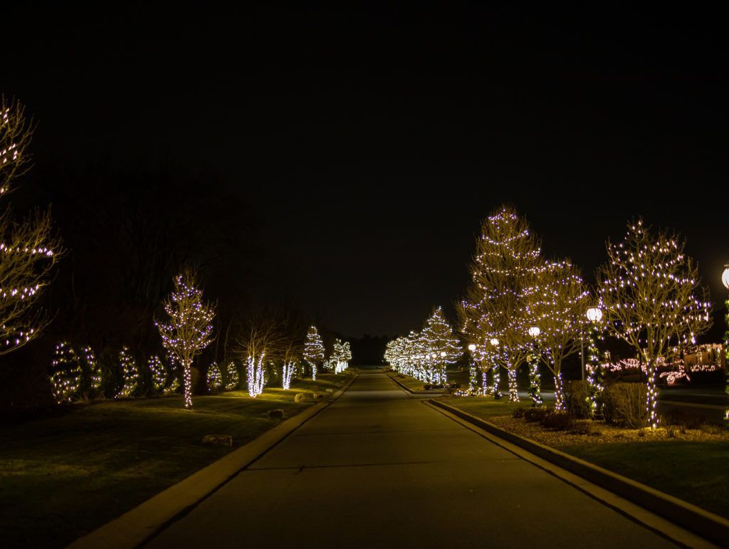 A row of trees decorated with christmas lights at night.