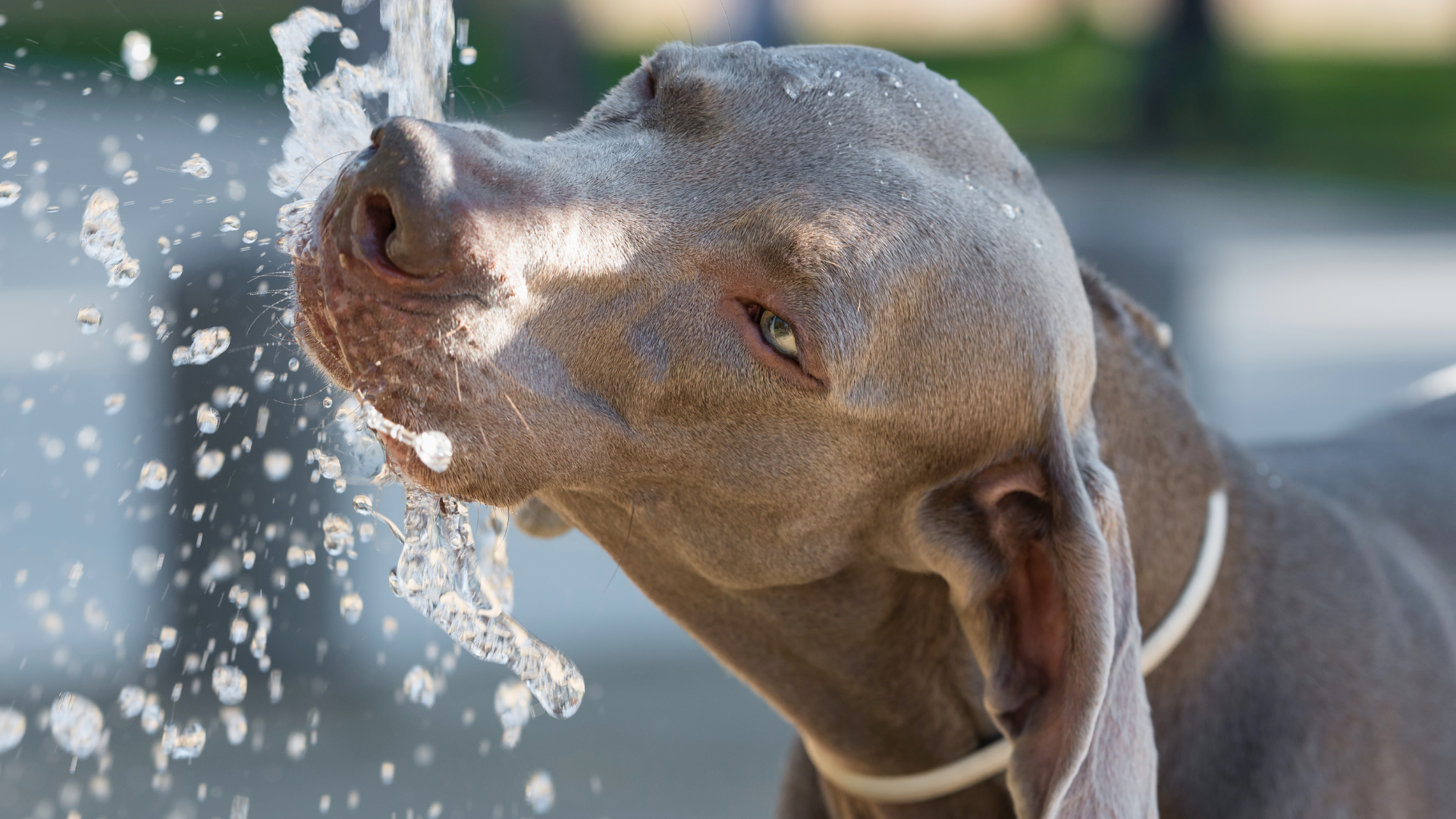 Extreme Heat Across the Hudson Valley: How REALTORS® Can Support Clients, Colleagues, and Communities
