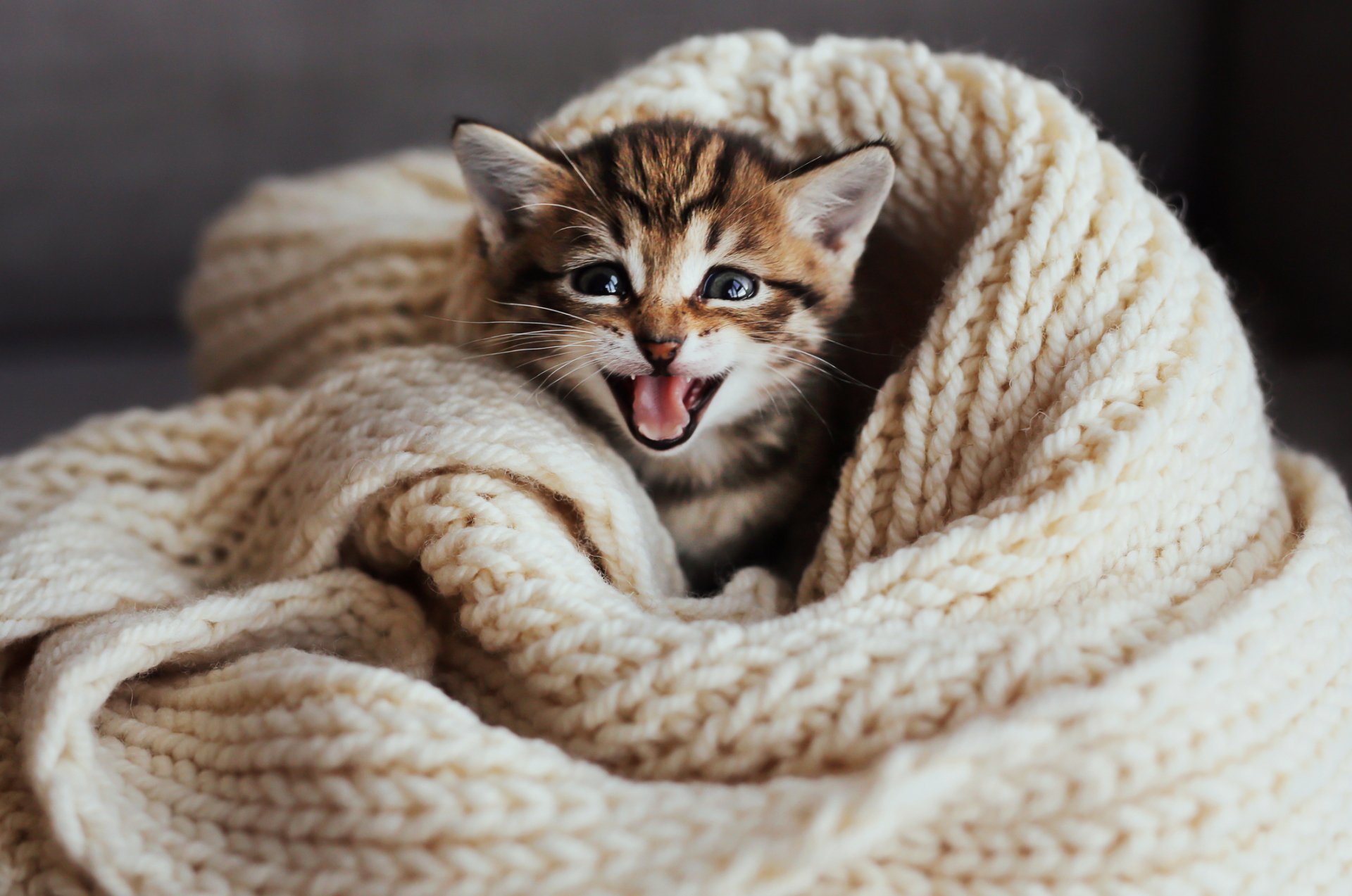 Cat clinic spokane wa the cat s meow feline veterinary clinic