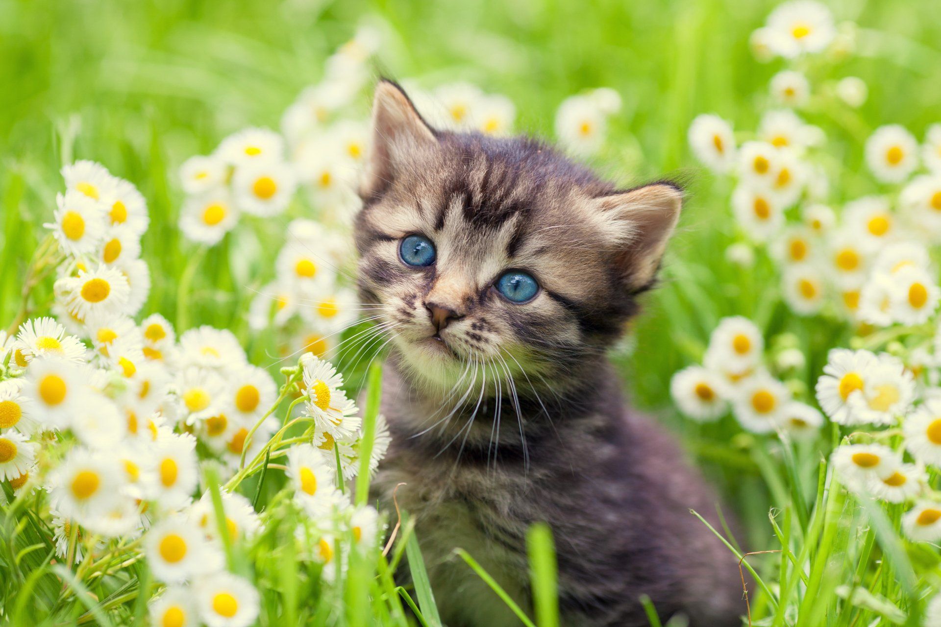 Cute Little Kitten — Spokane, WA — The Cat’s Meow Feline Veterinary Clinic