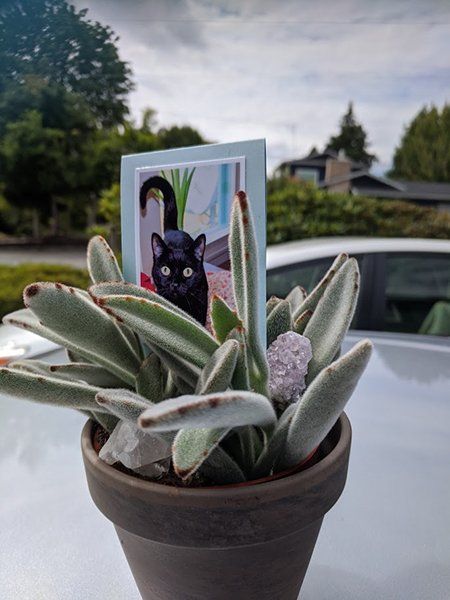 plant