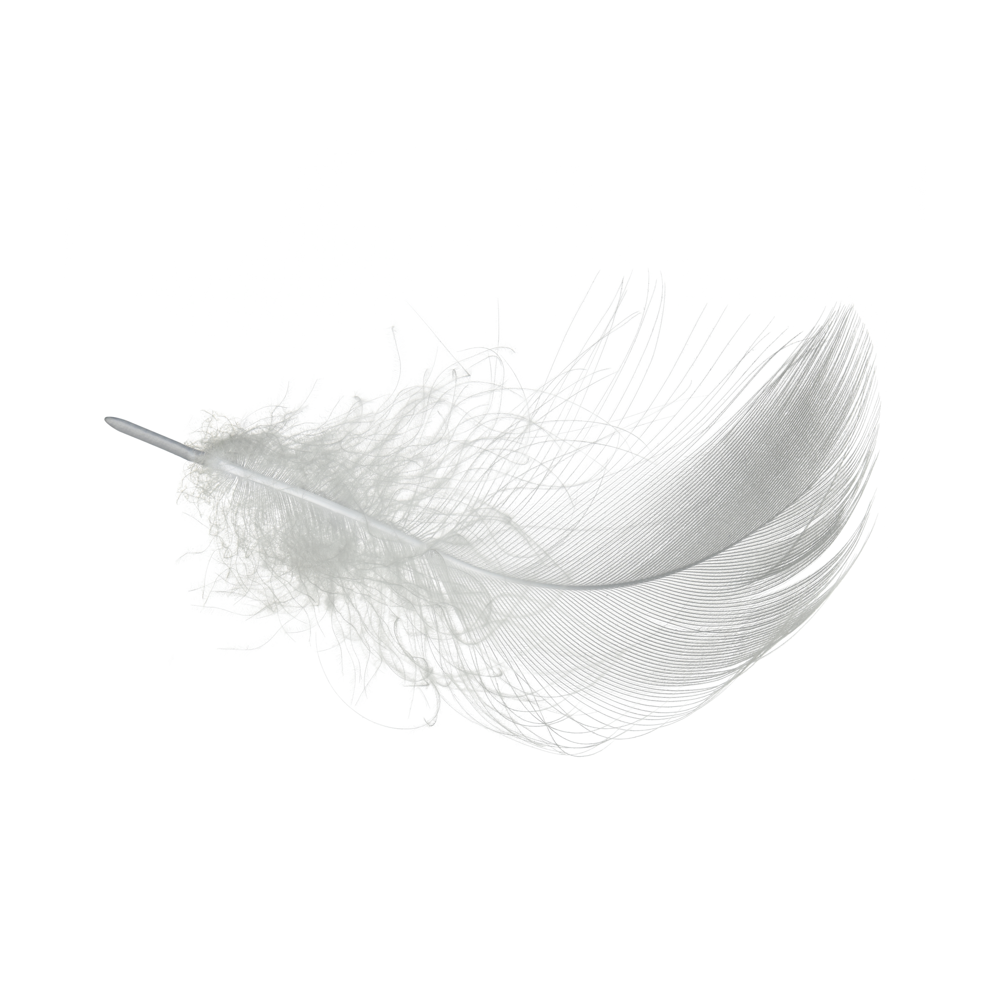 feather