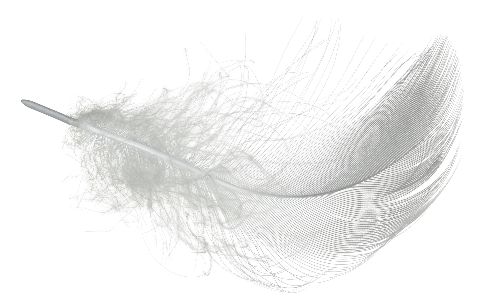 white feather