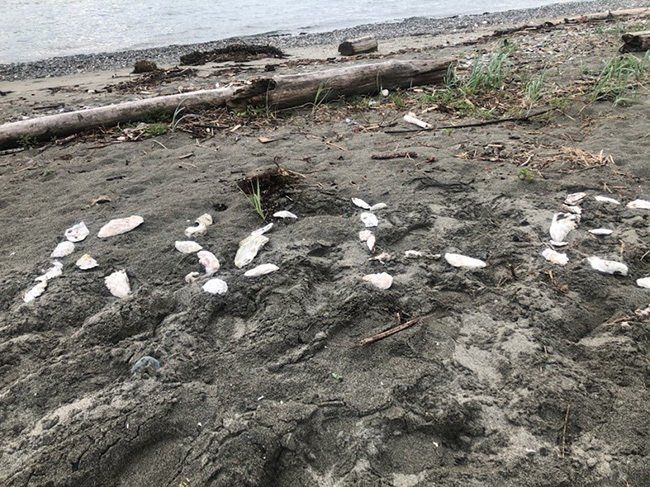 rocks on beach