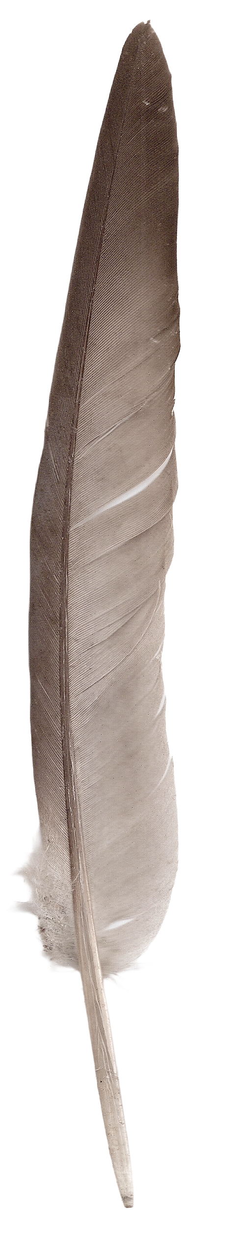 gray feather