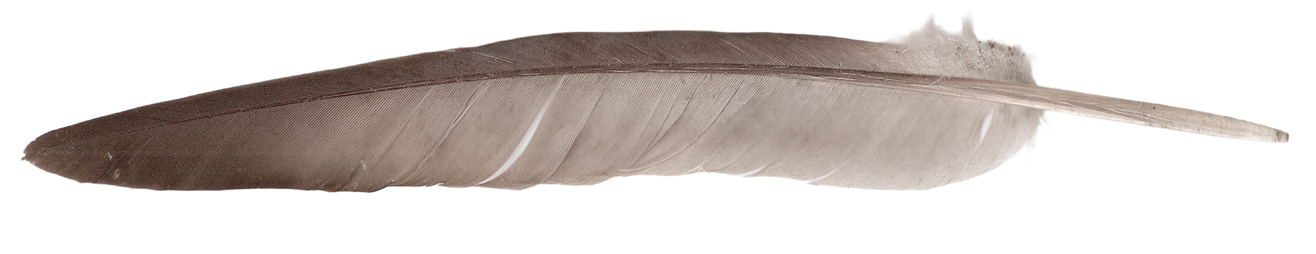 feather