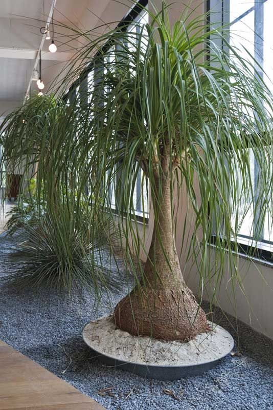 ARTE EN PLANTAS
