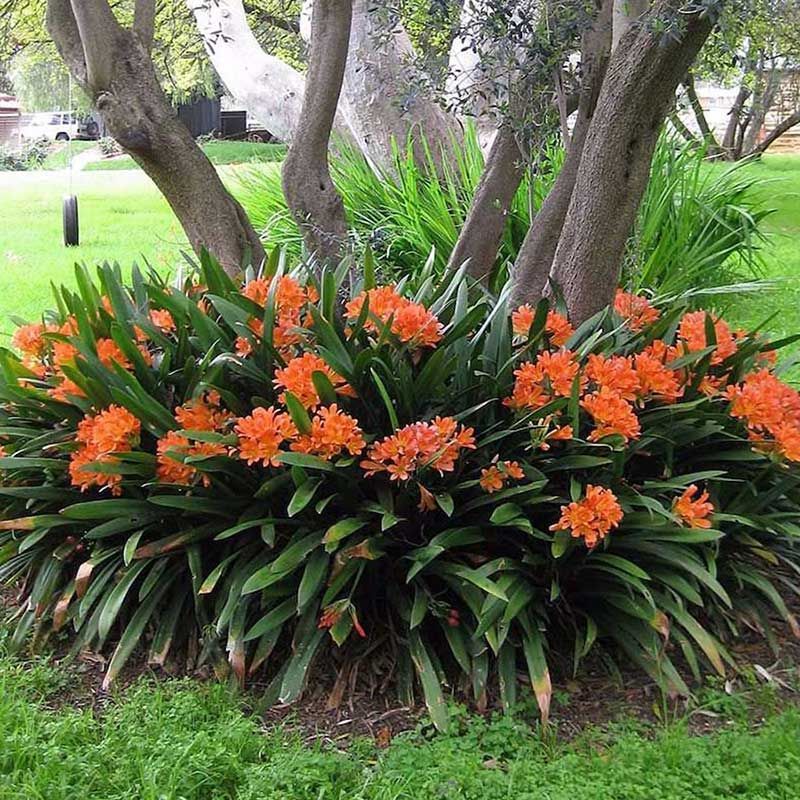 ARTE EN PLANTAS