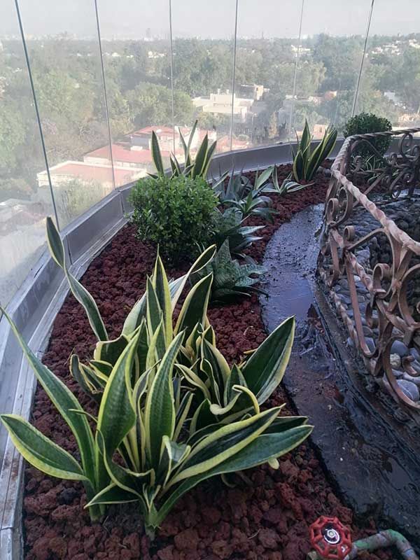 ARTE EN PLANTAS