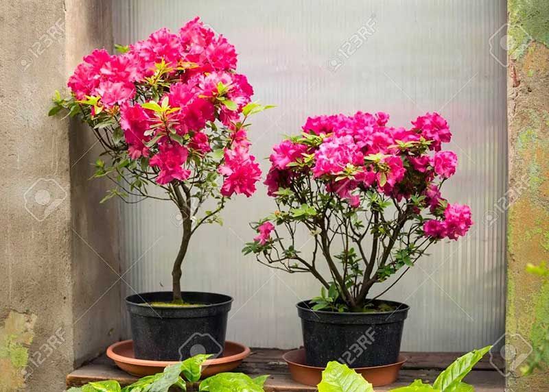 ARTE EN PLANTAS