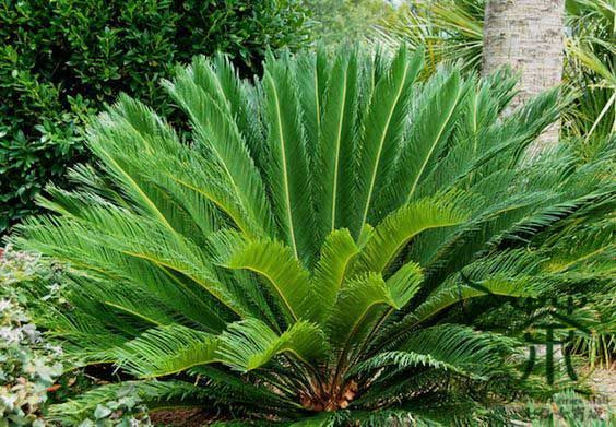 ARTE EN PLANTAS