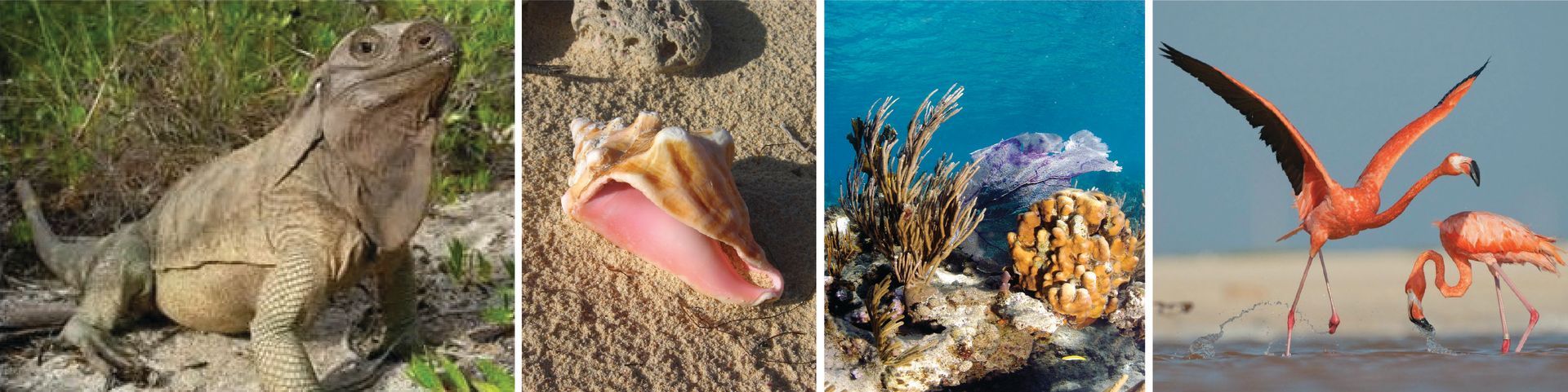 Four images: a lizard, seashell, coral reef, and flamingos on a beach.