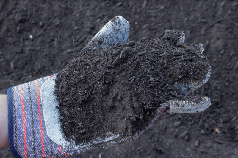 Gloved hand holding a clump of dark soil over a dirt ground