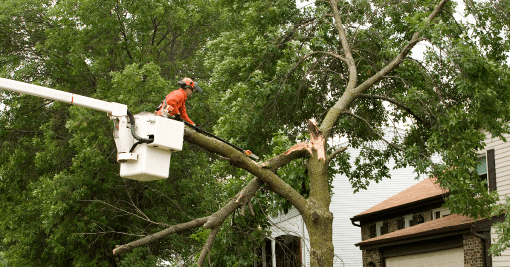 A storm damaged tree gets cut by a professional arborist as part of emergency tree removal services.