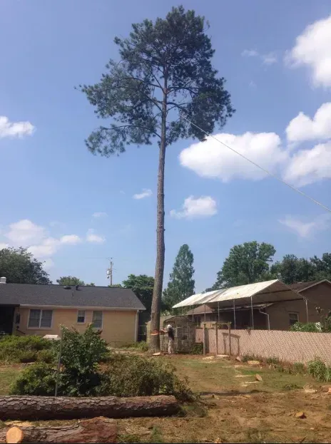 Tall tree being cut down near a house and shed on a sunny day.