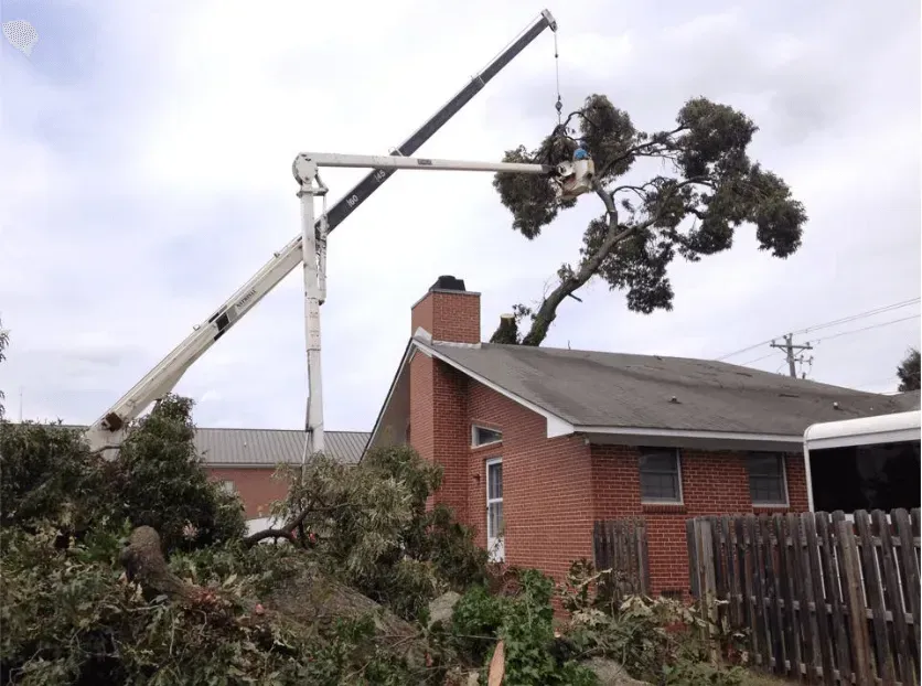 Tree trimming over a brick house; a bucket truck reaches branches, debris on the ground.