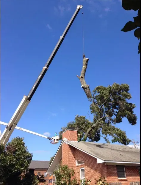 Crane lifting a tree limb away from a house with a brick facade on a sunny day.